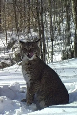 3_bobcat_licking_her_lips.jpg