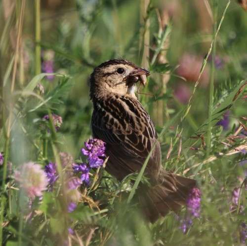 Female bobolink