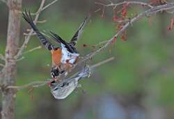 Cedar waxwing Photo: Jacqueline Robidoux