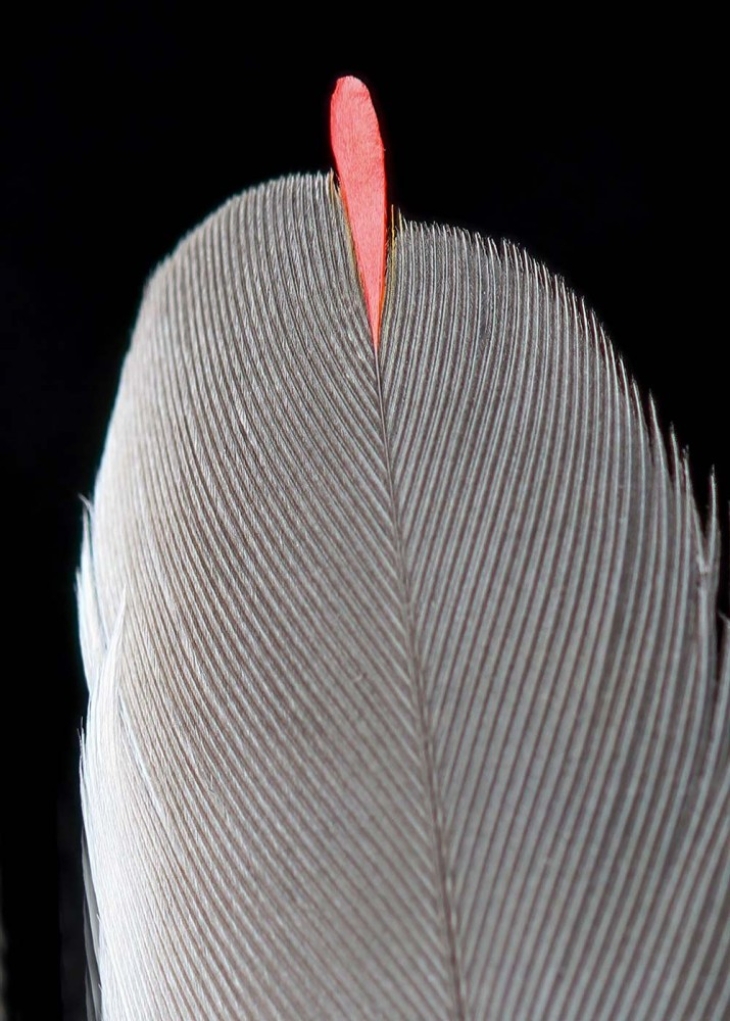 Red-tipped Feathers on Cedar Waxwings