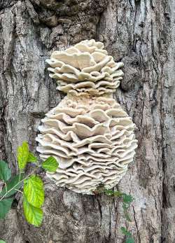 Large fungus Photo: Inson Chagnon