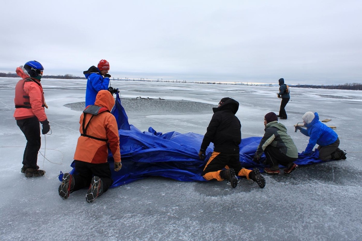 Rescuing Iced-In Loons