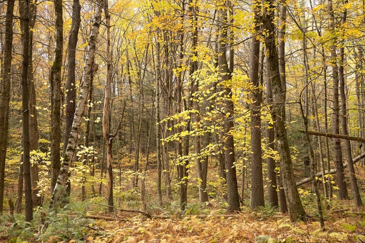 A New Resource to Support Rural Black Landowners