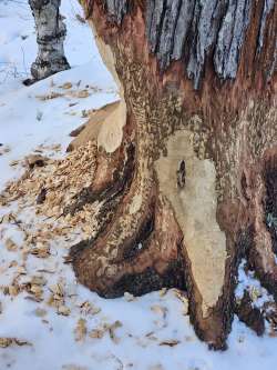 Beaver tree Photo: Tammis Coffin