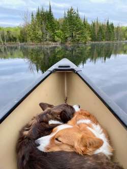 Corgis in canoe Photo: Tom Grett