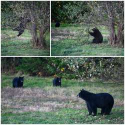 Fun bears Photo: Sandy Dannis