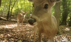 Deer Game Cam Photo: Bonnie Honaberger