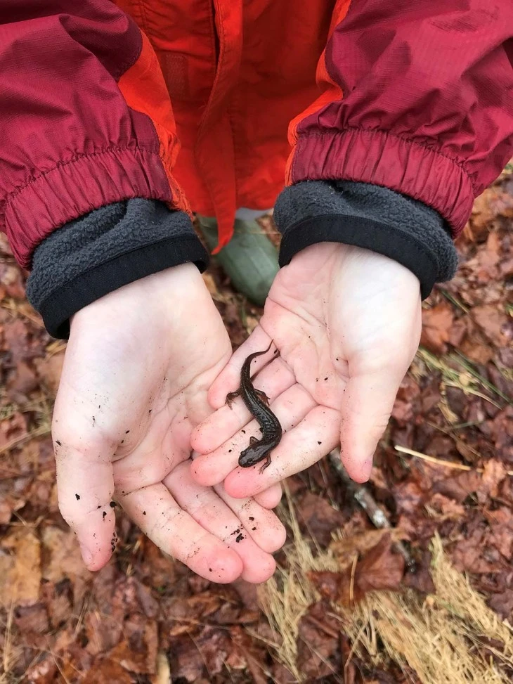 Dusky salamander