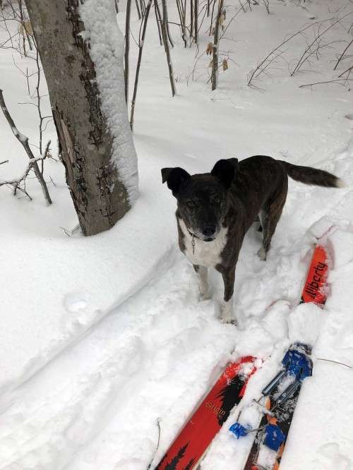 Ski Dog