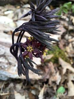 Early Blue Cohosh Photo: Sharon Bombarb