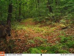 Whitetail Behavior and Physiology Photo: Northern Woodlands