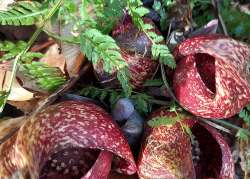 Skunk cabbage Photo: Katie