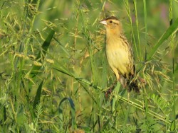 Female bobolink Photo: Allan Strong