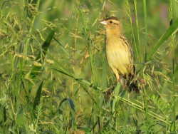 The Bobolink Project Photo: Allan Strong