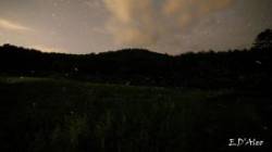 Fireflies Starlight Photo: Eric D'Aleo