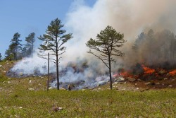 Prescribed Fire Photo: Joel R. Carlson