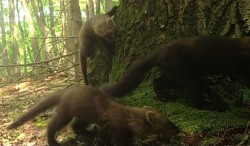 Fisher kits Photo: Bonnie Honaberger