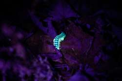 Millipede Photo: Brandon Sorg