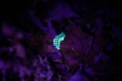 Millipede Photo: Brandon Sorg
