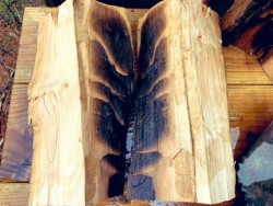 Forest firewood Photo: Stephen Crocker