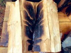 Forest firewood Photo: Stephen Crocker