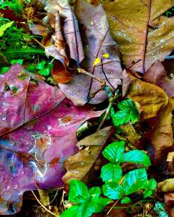 Forest floor Photo: Linda Reed