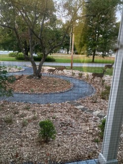 Deer in garden Photo: Jack Saul