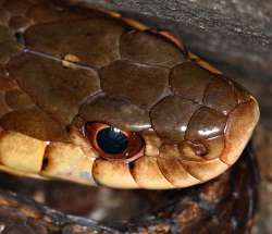 Garter snake Photo: Peter Hollinger