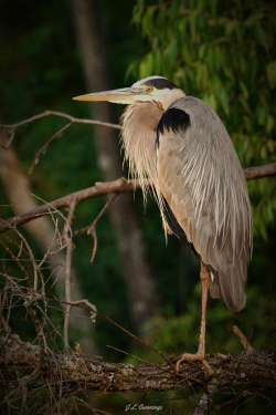 Great blue heron Photo: Jennifer Cummings