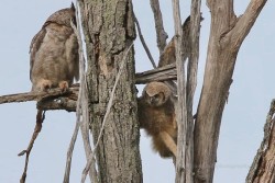 Owl Chicks Photo: Jared Katz