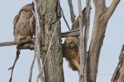 Owl Chicks Photo: Jared Katz
