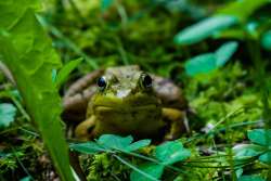 Green frog Photo: Rosalyn Lincoln