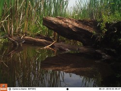 Green Day Photo: Northern Woodlands