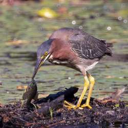 Green heron Photo: Danielle Durocher