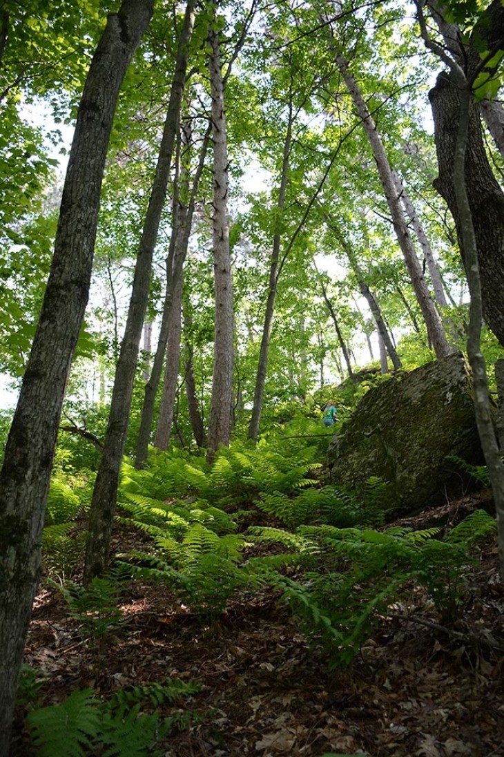 Hardwood forest