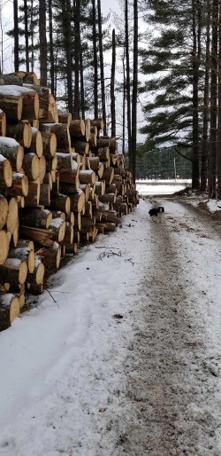 Harvest Pile Photo: Chris Woods