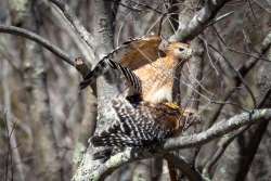 Mating hawks Photo: Danielle Durocher