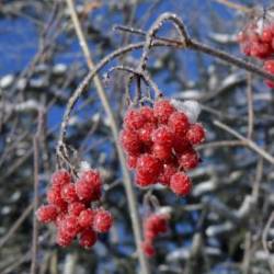 Highbush Cranberries Photo: AM Dannis