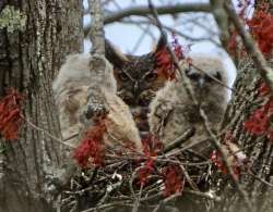 Horned owlets Photo: Deborah DeSalvo