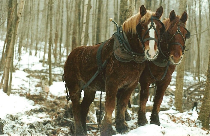 Horse Logging: It Took its Toll