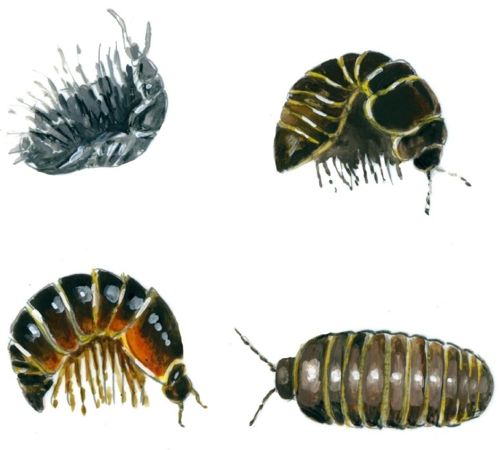 Isopods