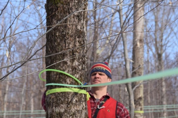 Mark Isselhardt: Immersed in Maple