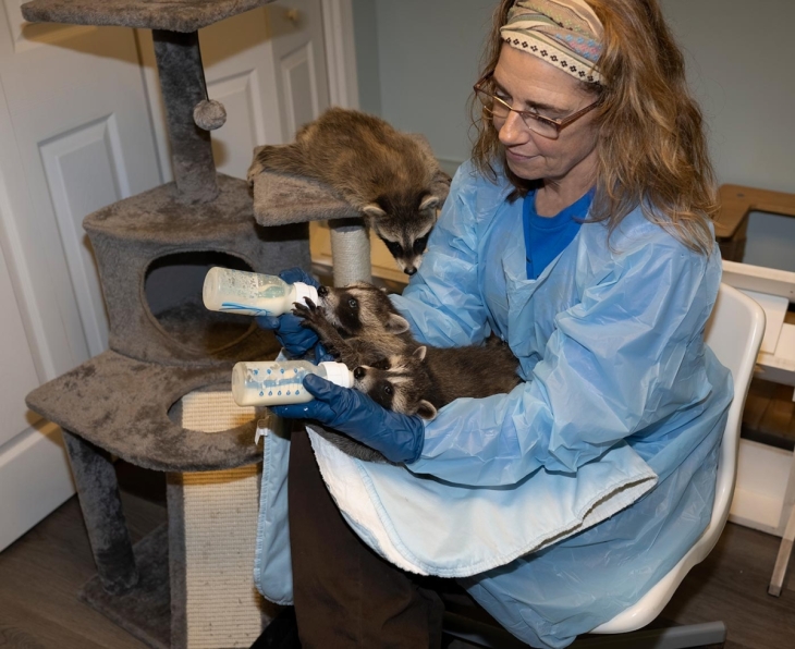 Wildlife Rehabilitation: Returning Raccoons to the Woods