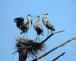 Great Blue Herons Photo: Sally Reed