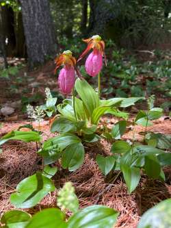 ladyslippers Photo: Robert Lord