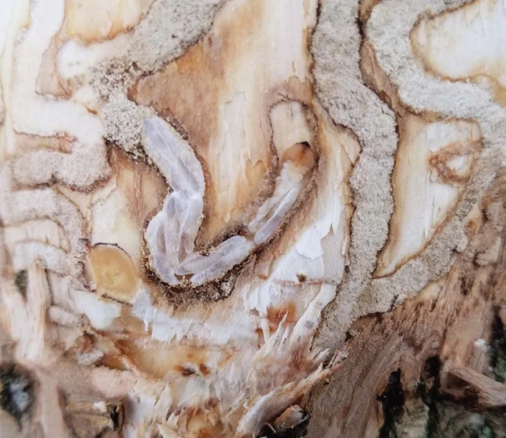 3_larva_parasitized.jpg