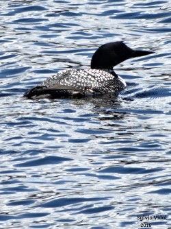 3_loon_april_sylvia.jpg