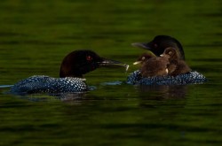 Loon family Photo: Larry Litke