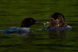 Loon family Photo: Larry Litke