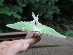 3_luna_moth_july.jpg